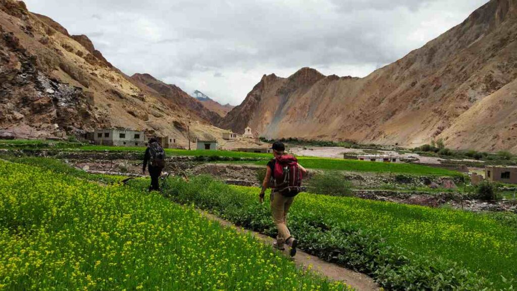 Markha Valley Trek in Ladakh: Everything You Need to Know