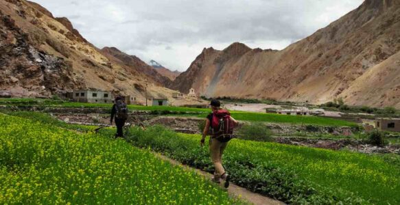 Markha Valley Trek in Ladakh: Everything You Need to Know